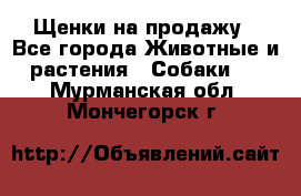 Щенки на продажу - Все города Животные и растения » Собаки   . Мурманская обл.,Мончегорск г.